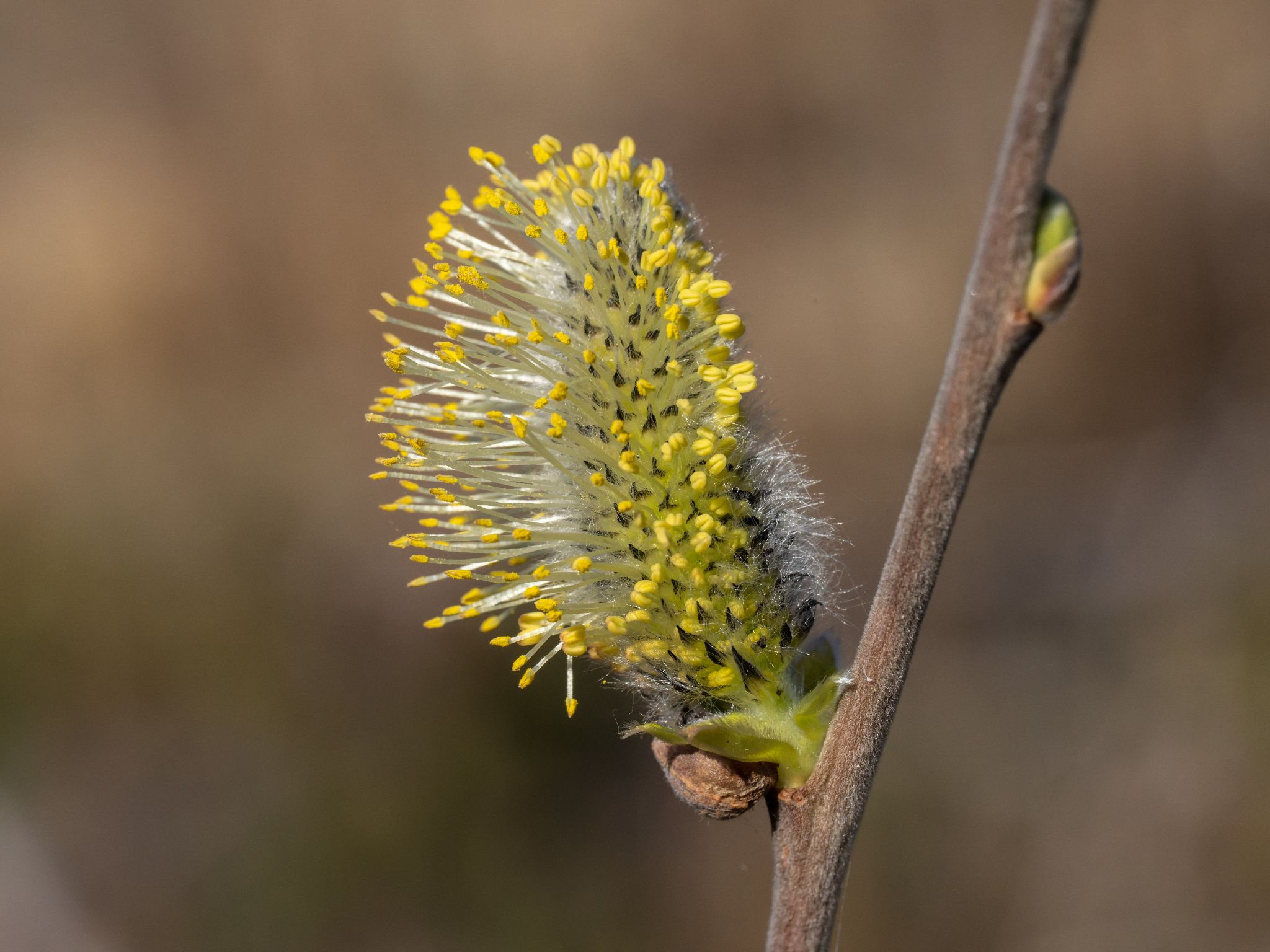 142 260409 1024 H  2HR0164 DxO DeepPRIME 3